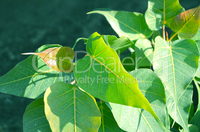 Close-Up Of green Tree