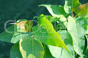 Close-Up Of green Tree