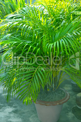 Close-Up Of green Tree