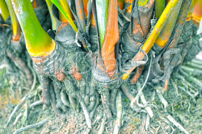 Close-Up Of green Tree