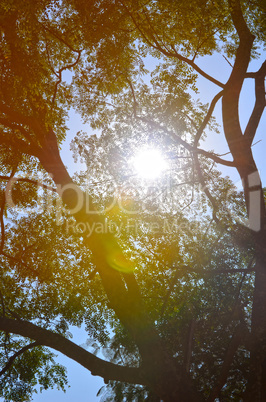 Natural Autumn tree on sky with sun