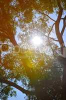 Natural Autumn tree on sky with sun