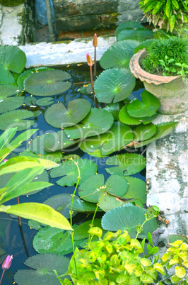 Garden in house