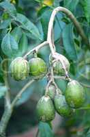 Olives in natural branch