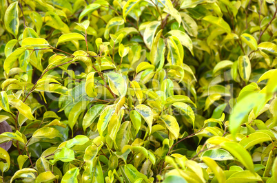 Natural leaf background