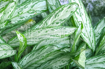 Natural leaf background