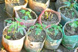 Green color tree waiting for tree plantation