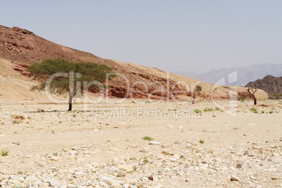 Row of acacia trees in the desert canyon near Eilat, Israel