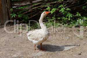 White goose in the farmyard near  the lath fence