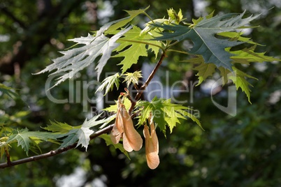 Spring branch of a maple tree with several samaras hanging down