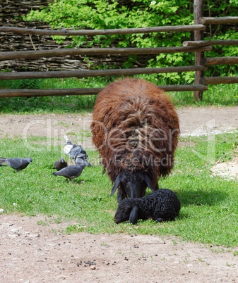 Brown sheep with a black lamb in a farmyard