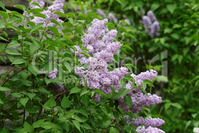 Delicate pink lilac flowers on the bushes