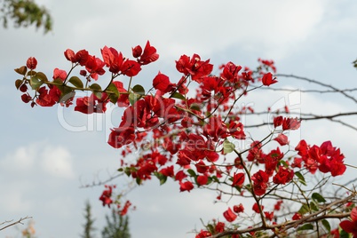 Branch with red flowers on sky background