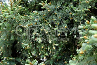 Young sprouts of Blue Spruce (Picea pungens)