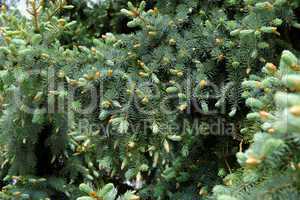 Young sprouts of Blue Spruce (Picea pungens)