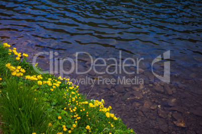 Dandelion flowers on a shore of a lake with clear water