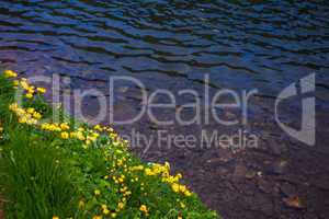 Dandelion flowers on a shore of a lake with clear water