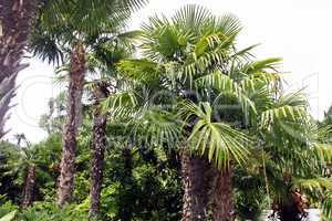 Palmen urwald