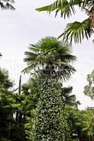 üppige vegetation mit palmen