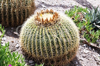 Kaktus Schwiegermuttersessel