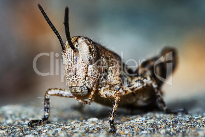 Small locust larvae