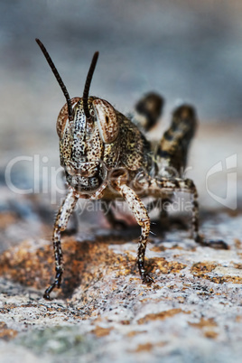 Small locust larvae