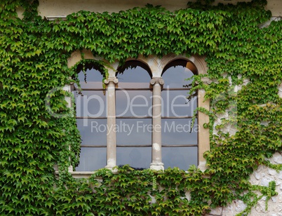 Castle window with ivy in Slovenia