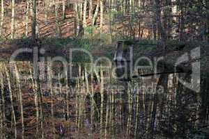 Herbstlicher Teich in einem Buchenwald