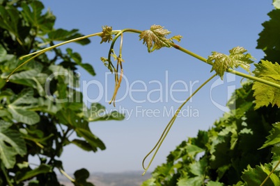 Young green grape Leaves on sky background