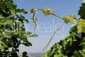 Young green grape Leaves on sky background