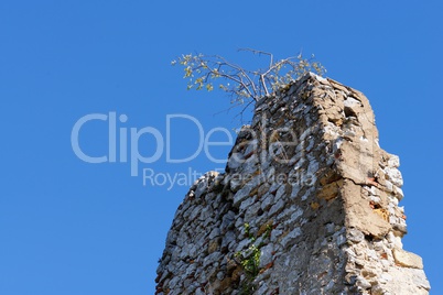 Tree grows on top of ruin of medieval castle wall