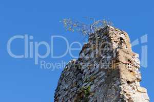 Tree grows on top of ruin of medieval castle wall