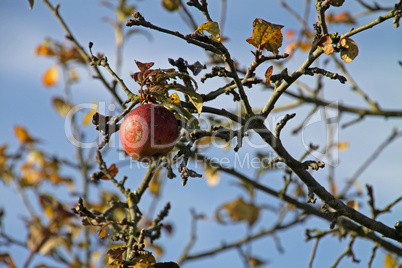 Der letzte Apfel