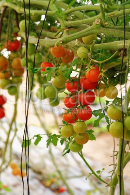 Cherry tomatoes growing on the vine