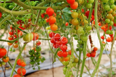 Cherry tomatoes growing on the vine