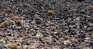 Black stone field in the desert