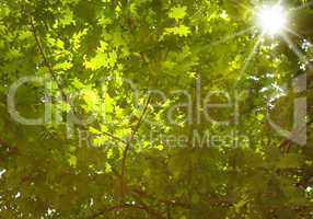 oak leaves
