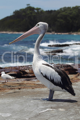 Brillenpelikan (Pelecanus conspicillatus)