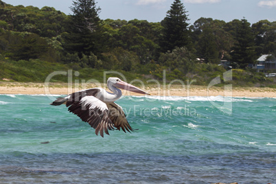 Brillenpelikan (Pelecanus conspicillatus)