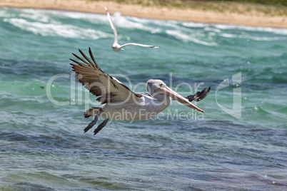 Brillenpelikan (Pelecanus conspicillatus)