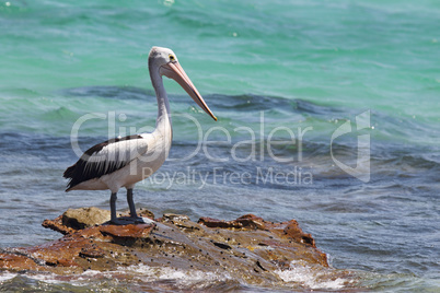 Brillenpelikan (Pelecanus conspicillatus)