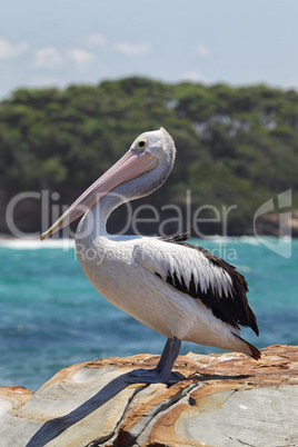 Brillenpelikan (Pelecanus conspicillatus)