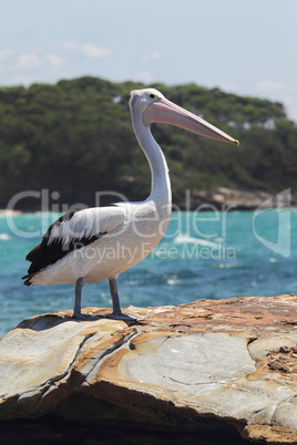 Brillenpelikan (Pelecanus conspicillatus)