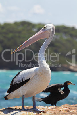 Brillenpelikan (Pelecanus conspicillatus)