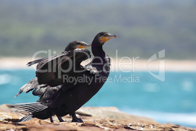 Kormoran (Phalacrocorax carbo)