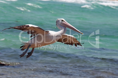 Brillenpelikan (Pelecanus conspicillatus)