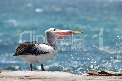 Brillenpelikan (Pelecanus conspicillatus)