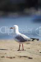 Silberkopfmöwe (Larus novaehollandiae)