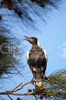 Flötenvogel (Gymnorhina tibicen)