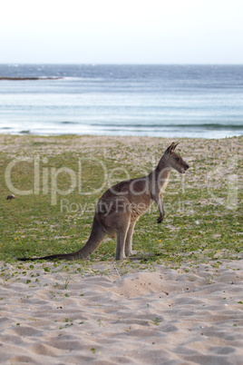 Östliches Graues Riesenkänguru (Macropus giganteus)